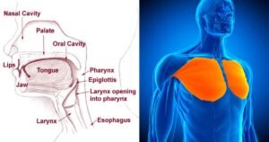 diagram showing the engagement of core muscles during singing, highlighting the role of core stability in vocal support